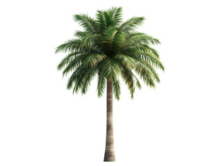 Obraz premium Palm tree towering against a bright background on a sunny day, cut out