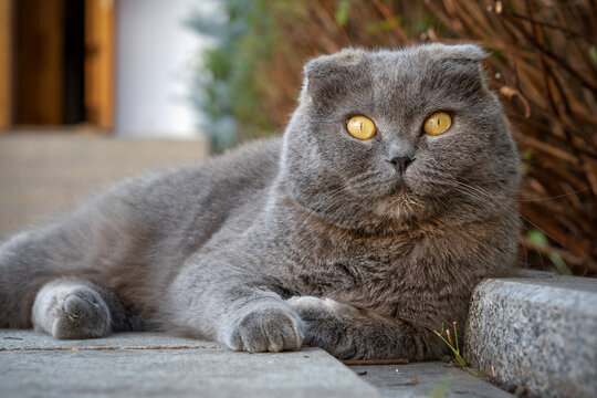 A grey Scottish Fold Cat with yellow eyes rests in front of the house entrance