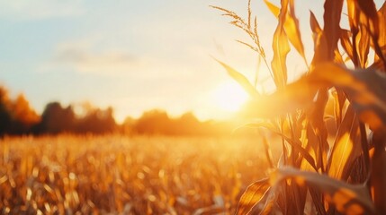 Golden sunset over a cornfield with sunlight streaming through cornstalks.