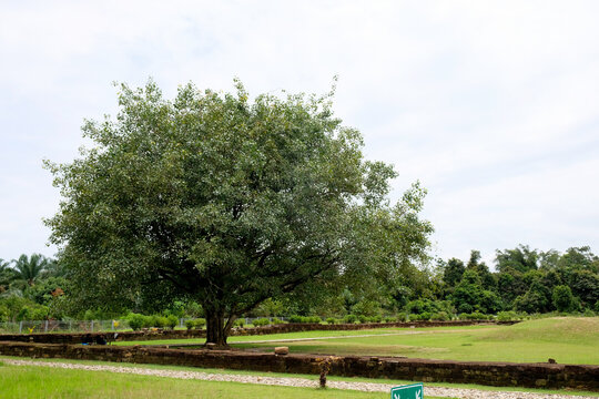 Bodhi tree or Ficus religiosa at Muara Takus Temple complex in Riau.