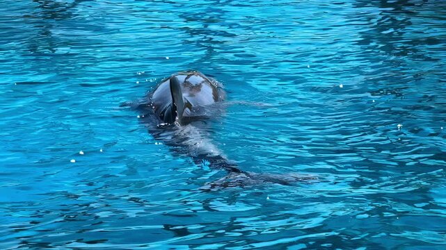 Dophin swimming in a aquarium pool in slow motion