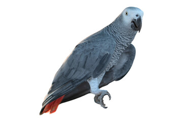Fototapeta premium African grey parrot isolated on transparent background