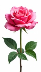Fototapeta premium A vibrant pink rose, perfectly isolated against white , studio shot, single flower