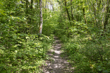 sentier pédestre, randonnée, promenade en forêt au printemps