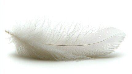 Obraz premium Single white feather isolated on white background. (1)