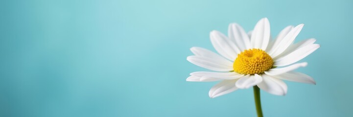 Naklejka premium Solitary daisy, pastel blue background, shallow depth of field, elegant, soft, white