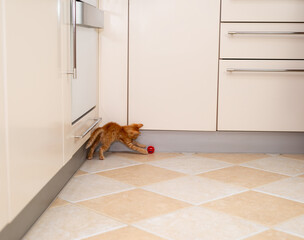 Charming orange kitten playing with its red ball on a kitchen floor
