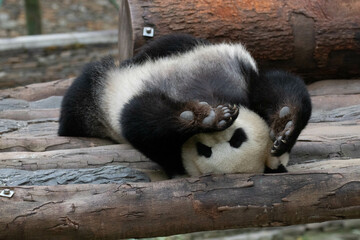 Fototapeta premium Funny Pose of Sleeping Panda, China