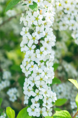 White spirea in the greenery