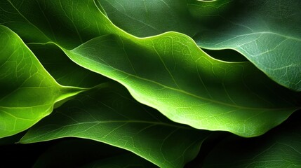 Closeup View of Vibrant Green Leaves