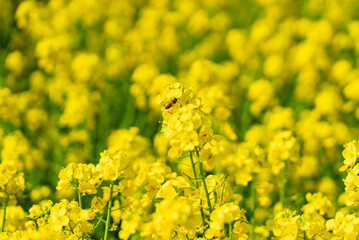 菜の花とミツバチ01