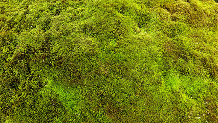 Spring Green moss close-up for design background. Selective focus