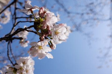 White cherry blossoms blooming under the blue sky