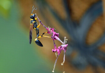 A mud-dauber hangs onto a bunch of discarded penta flowers from a hanging basket, suspended in mid-air by spiderwebs, while it collects nectar from the flowers ends 