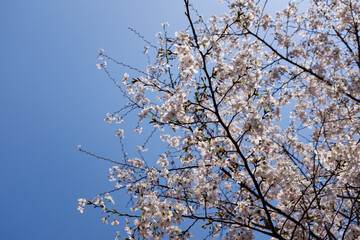White cherry blossoms blooming under the blue sky