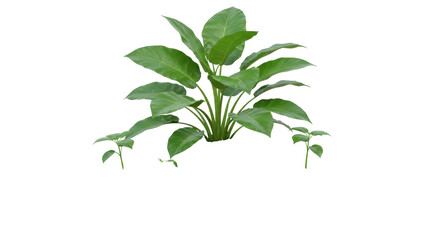 Isolated Tropical Plant with Lush Green Leaves