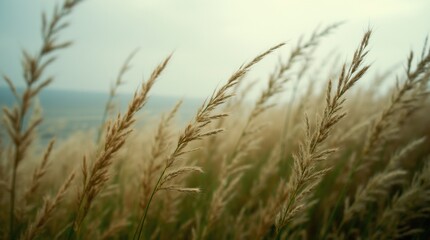 Close-up of tall grass and plants bending sharply under powerful gusts of wind, with motion blur highlighting the intensity 
