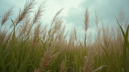 Close-up of tall grass and plants bending sharply under powerful gusts of wind, with motion blur highlighting the intensity 