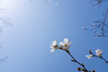 White cherry blossoms blooming under the blue sky