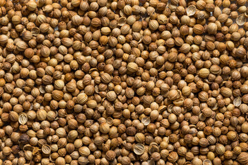 Dry Organic Indian Coriander Seeds