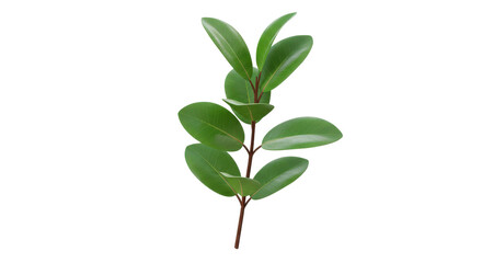 Isolated Branch with Green Leaves