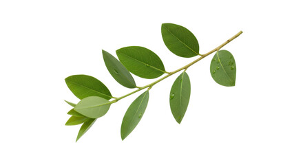 Isolated Fresh Green Leaves with Droplets