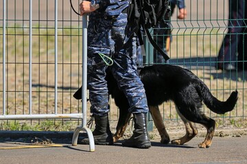 dog in the street