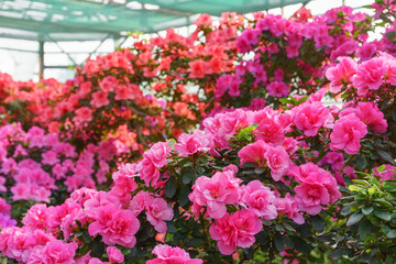 Red and pink japan Azalea Ericaceae bush in full bloom, rhododendron flower background. Evergreen decorative plant outdoor or in orangery in botanical garden. Gardeining, plant breeding