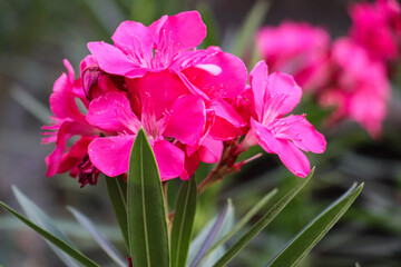 Bright Pink Oleander Flowers with Green Narrow Leaves