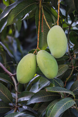 Close-up of Green Mangoes Hanging from Tree Branches