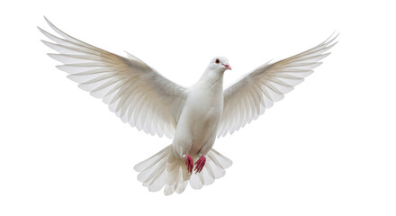 Isolated Dove in Flight