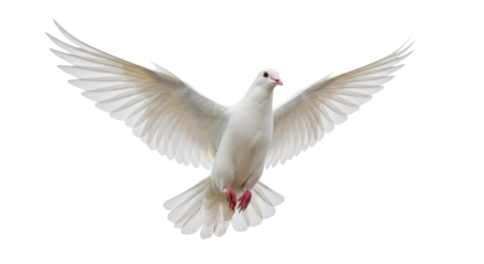 Isolated Dove in Flight