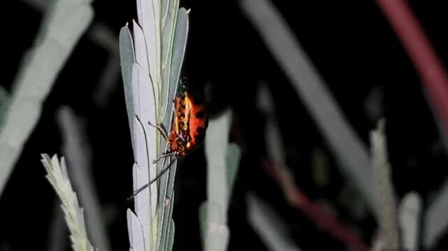 Beautiful brilliantly colored of bugs on leaf with a black background at night. Jewel bug (Chrysocoris stollii) is a common bug