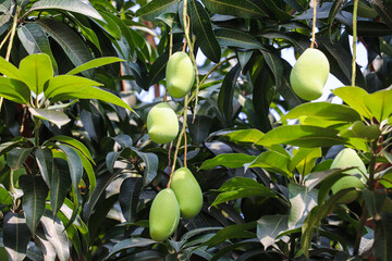 Cluster of Green Mangoes Growing on Tree Branches