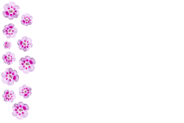 Barra lateral de flores de geranio