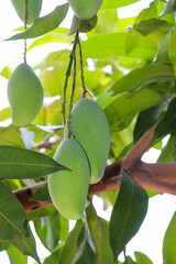 Cluster of Green Mangoes Hanging from Branches Outdoors
