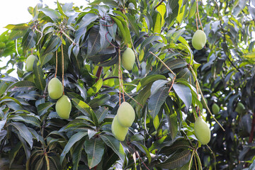 Cluster of Green Mangoes Hanging from Tree Branches