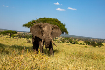 Elefant