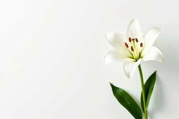 A lone white lily in full bloom on a white background with intricate details, blossom, lily, nature