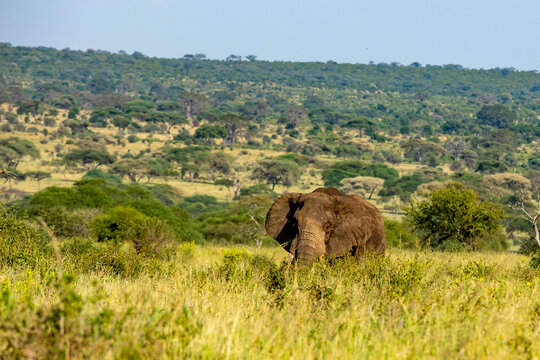 Elefant im hohen Gras