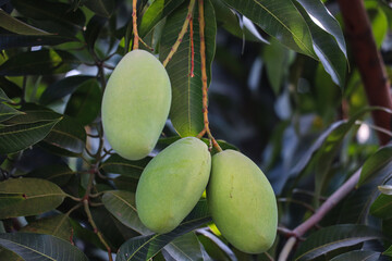 Fresh Green Mangoes Hanging on Tree Branches Outdoors