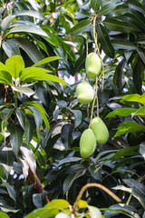 Fresh Green Mangoes Hanging on Tree Branches in Sunlight