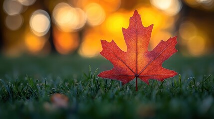 A solitary red maple leaf resting in green grass outdoors