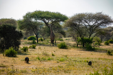 Giraffe