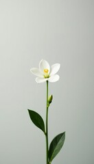 Fototapeta premium A small white bloom against a plain background, simplicity, plant, cleanliness