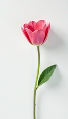 A solitary flower blooms in a minimalist white environment, petals, flowers, flower