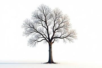 A solitary tree with bare branches against the white background, peaceful, tree, natural
