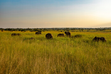 Elefantenherde im Gras