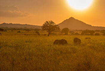 Obraz premium Sonnenuntergag mit Elefanten und Berg