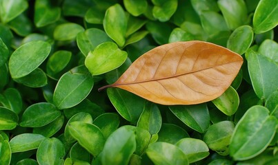 A brown leaf rests among the many green leaves